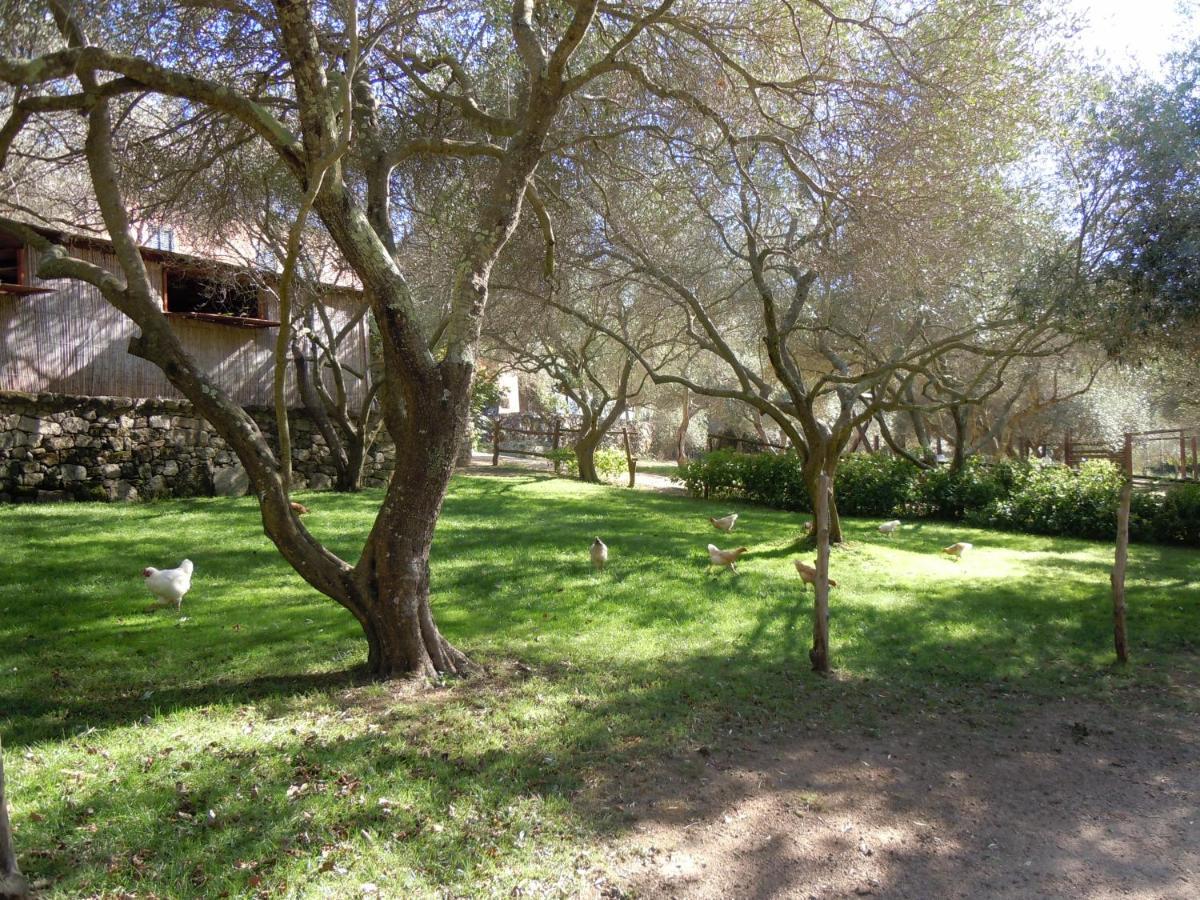 Agriturismo Lu Branu Арцахена Екстериор снимка